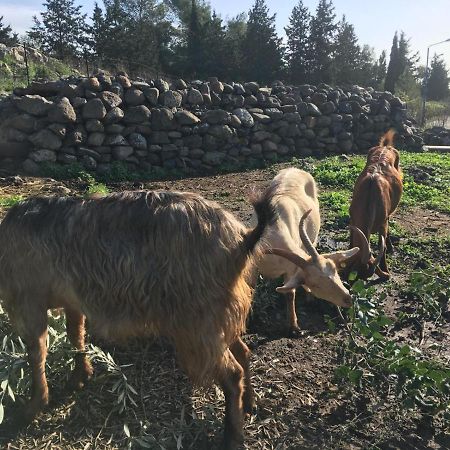 Suite Truck- Natura Eco Farm Exterior foto